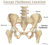 Tailbone-Coccyx-Location