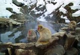 Snow Monkeys hot spring