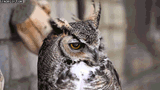 owl