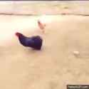 cheebs showing mercy to a chicken_thumb.jpg