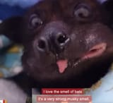 batsmell