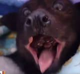 batsmell 2