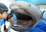 megamouth-shark-Megachasma-pelagios-tokyo-japan
