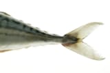 mackerel-tail-uk-crown-copyright-courtesy-of-ferascience-photo-library