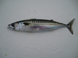 Atlantic_mackerel_fish