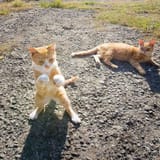 fight