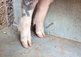 hooves-for-pigs-638x450