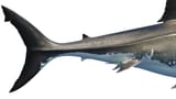 istockphoto-1130525019-612x612