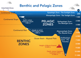 Benthic_Pelagic_Zones