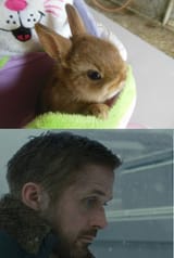 gosling rabbit