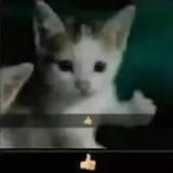 thumbs_up_cat