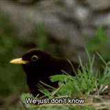 confused-bird