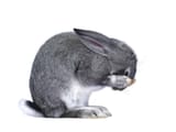 crying-rabbit-1914958962