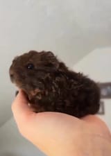 GSSufemWsAAKih8