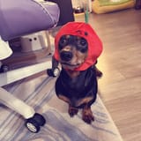 DAD (tomato hat)