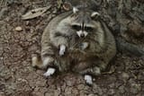 fat raccoon
