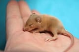 baby_mouse