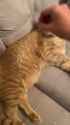 breadcat_thumb.jpg