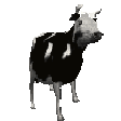polishcow