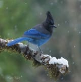 Steller-Jay