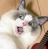 taigathecat