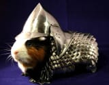guinea-pig-armor-front