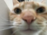 cat015