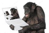 monkeyseemonkey-anguish