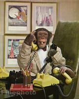 chimp