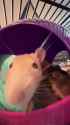 rat_thumb.jpg