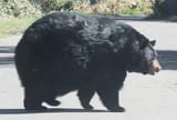 fat-bear