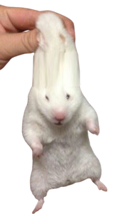 aieee