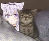 double cat