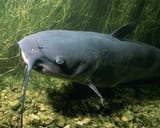 channel-catfish-ictalurus-punctatus