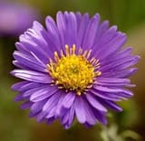 images (18)
