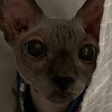 otis