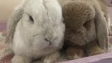 rabbas.on.the.bed