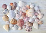 beachcomber-collectors-of-clam-shells-identifying-and-more