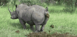 poop-rhinoceros