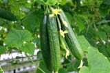 How-to-Plant-and-Grow-Cucumbers-Featured