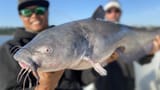 catfish-550827203