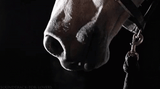 horse snort