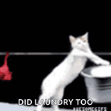 catbedointhelaundry