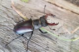 A-Silver-male-stag-beetle-header-PTES-great-stag-hunt-2019-e1561475715269