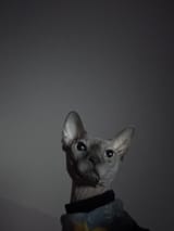 Gjo6UfZWgAAWg0d