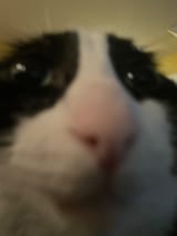 1736288749158533