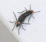 Lovebugs