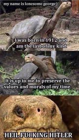 tortoise