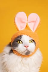 easter-kitty-on-yellow
