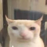 catwide